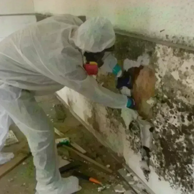 Mold Remediation and Removal in Real County, TX